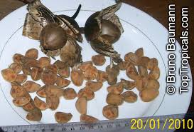 Image result for Merremia tuberosa