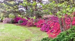 Gallery of flowers new iberia. Beauty Blooms On Iberia S Azalea Trail Iberia Travel