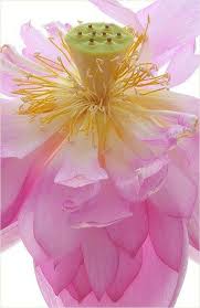 Pin By X On Shu Kui Lotus Flower Images Flowers Amazing Flowers