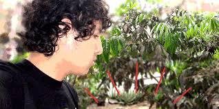 Jhon Delgado Quevedo