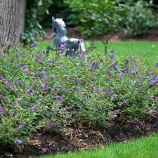 How to plant a butterfly garden: Buddleia Plant Purple Chip Dobies