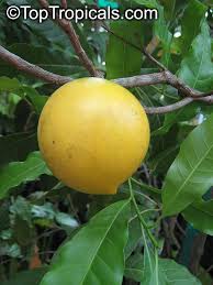 Abiu tree is elegant, of moderate vigor. Pin On Exotic Fruit