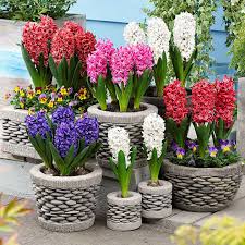 Bulmaka için kelime burada doğrudan okuma. Sulamasindan Cogaltilmasina Adim Adim Sumbul Bakimi Yemek Com