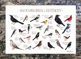 Backyard Birds Of New Jersey Field Guide Kentucky Backyard Birds Field Guide Art Print Watercolor Etsy Bird Poster Backyard Birds Nature Wall Art