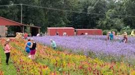 Freedom Farms Wildflower Festival