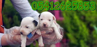 Jack Russell Ilani Bilgi