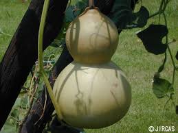 Image result for Lagenaria