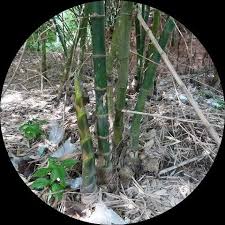 Image result for Bambusa balcooa