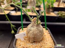 Image result for Kedrostis leloja