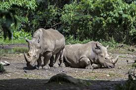 6 Pesona Taman Nasional Ujung Kulon Banten, Habitat Badak Bercula Satu
