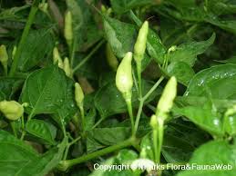 Image result for Capsicum frutescens