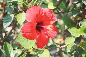 Image result for Hibiscus noldeae