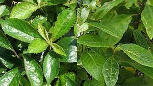 Manfaat daun keji beling adalah mencegah risiko kanker, mengatasi batu ginjal, menangkal radikal bebas, dll. Manfaat Daun Pecah Beling Untuk Kesehatan Tubuh