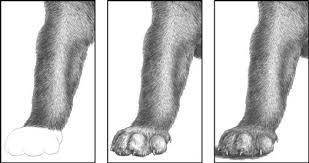 In my drawing, because i was drawing the fur on my cat's face, i used very short pencil marks to make the lines. Drawing The Furry Fluffy And Feathered Dummies