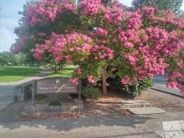 Image result for Caloncoba crepiniana