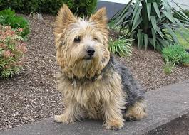 Resultado de imagem para norwich terrier agility