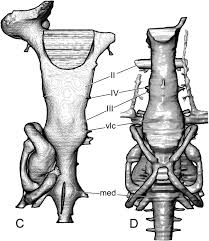 The subject of this study, gladbachus adentatus is known from a single, dorsoventrally compressed individual, umzc (university museum of zoology, cambridge, uk) 2000.32 31,33, collected from the lower plattenkalk, upper givetian, upper middle devonian, of unterthal, bergisch gladbach (germany). Braincase Of The Upper Devonian Shark Cladodoides Wildungensis Chondrichthyes Elasmobranchii With Observations On The Braincase In Early Chondrichthyans