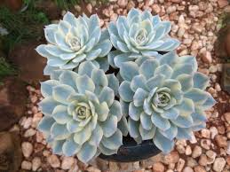 Image result for Senecio subsessilis