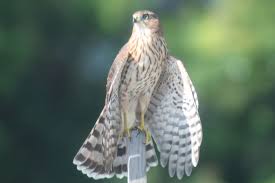 Birds Of Prey Central Florida Cooper S Hawk Central West Florida 7 11 13 Cooper S Hawk West Florida Animals