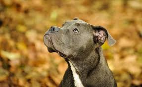 However, we can get a basic idea of what to expect, at the very least. Rottweiler Pitbull Mix A Complete Owners Guide To Pitweilers All Things Dogs All Things Dogs