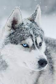 Husky Love Husky Dogs Siberian Husky Siberian Husky Dog