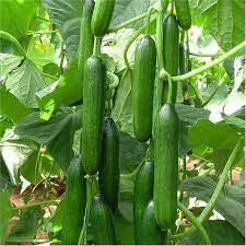 Mini Beit Alpha Cucumber Seed Cucumber Seeds Cucumber Gardening Cucumber