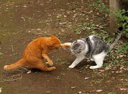 La Sexualidad En El Gato