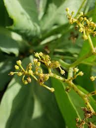 Image result for Cyphostemma zombense