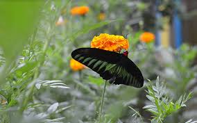 Popular amongst both locals and tourists, it provides a. Camerons A Holiday With Strawberries Tea And Butterflies Free Malaysia Today Fmt