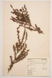 Image result for Annickia ambigua