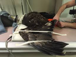 Call us to book an appointment today! Avian Veterinarian Wikipedia