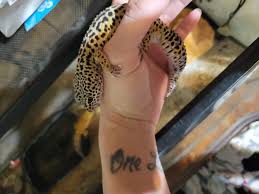 2 leopard geckos 1 male 1 female and 2yr old fixed male sugar glider can  not get him to bond with my other glider. Located Connersville in.