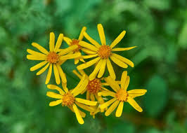 Image result for Ligularia sibirica