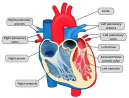 Circulatory System Definition Diagram And Functioning