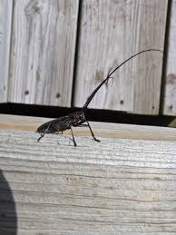 Beetle Big Black Bug In House Bugs Antennae Beetle Creepy Black Bugs Large Bugs Nature L Insects Garden Photos