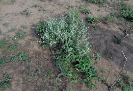 Image result for Cyathula lanceolata