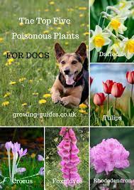 Garden flowers toxic to dogs. The Top Five Poisonous Plants For Dogs Growing Guides