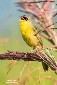 Image result for Polystachya caloglossa