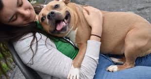 Shelter animals are wormed, bathed and treated for fleas as. Dog Returned To Shelter For Being Too Nice Just Wants Love