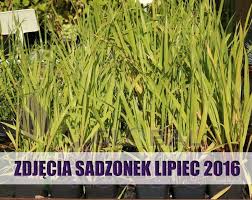 Turówka wonna to doskonale znana i aromatyczna trawa wykorzystywana w przemyśle alkoholowym i perfumeryjnym. Trawa Zubrowka Sadzonka Niska Cena Turowka Wonna Plumeria Pl