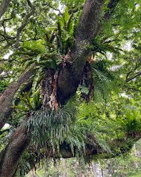 Image result for Brachystegia utilis × microphylla