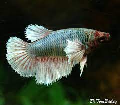We carry exotic betta fish for sale including our best selling galaxy koi betta fish. Premium Female Rare Dumbo Ear Halfmoon Betta Fish