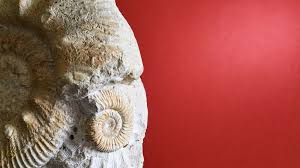 It can be applied to most organic as explained below, the radiocarbon date tells us when the organism was alive (not when the material was used). How Fossil Fuel Use Is Making Carbon Dating Less Accurate Mental Floss