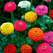 We did not find results for: Gorgeous California Giant Zinnia Flower Seeds In 2021 Zinnia Flowers Flower Seeds Fast Growing Flowers