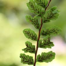 Image result for Asplenium mannii