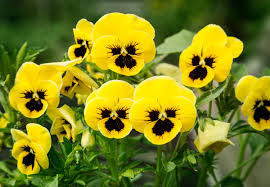 Check spelling or type a new query. 7 Flores De Jardin Para Primavera