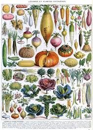 Legumes Et Plantes Potageres Illustre Par Adolphe Millot Dans Larousse Pour Tous 1907 1910 Botanical Drawings Botanical Illustration Vintage Botanical Prints