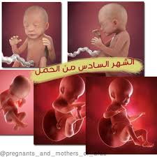 الشهر السادس من الحمل movie posters poster movies