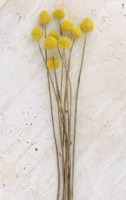 Five Thoughts You Have As Red Billy Buttons Flowers Approaches Billy Buttons Flowers Craspedia