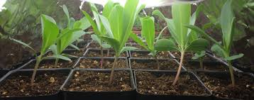 This is one thing i have been doing for the past 8 years, and i truly love it. Jumpstarting Spring Starting Seeds Indoors Rutgers Master Gardeners Of Mercer County